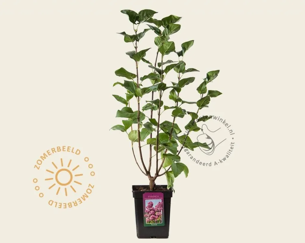 Syringa vulgaris ‘Andenken an Ludwig Späth‘ - Bijna uitverkocht
