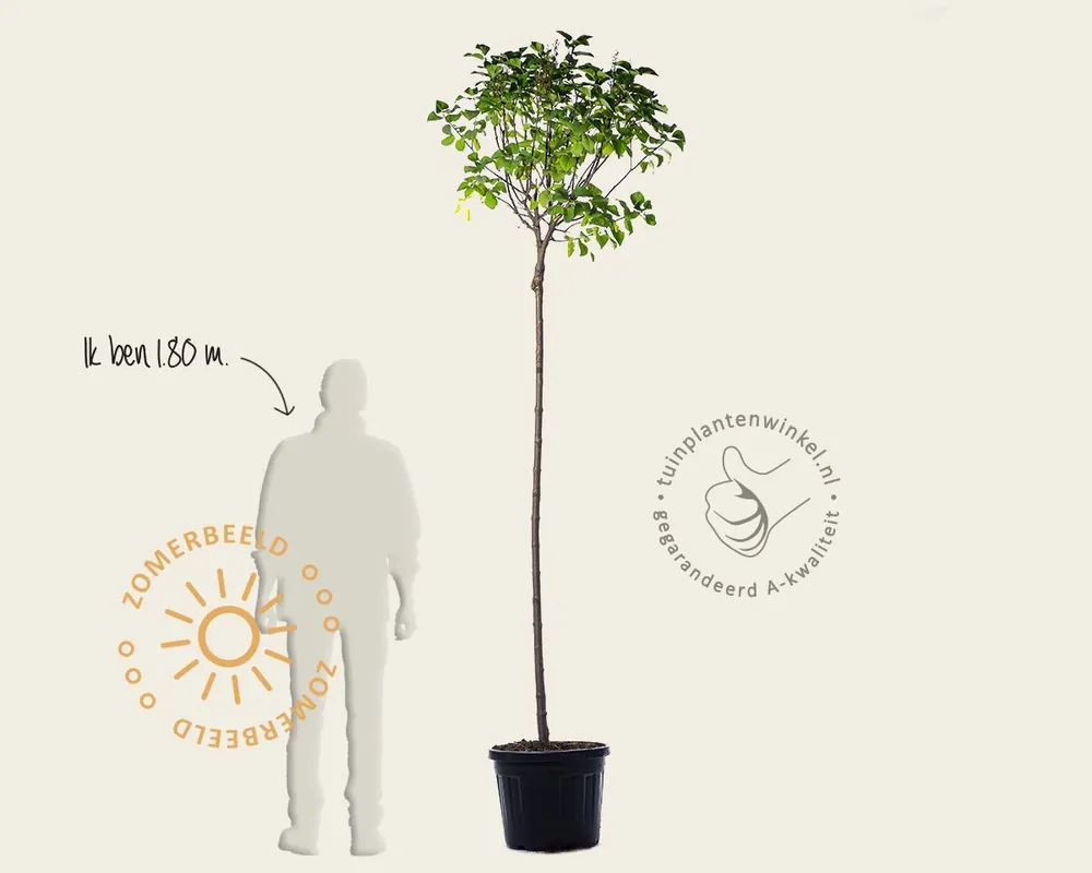 Syringa vulgaris ‘Andenken an Ludwig Späth‘ - hoogstam | Actie loopt bijna af