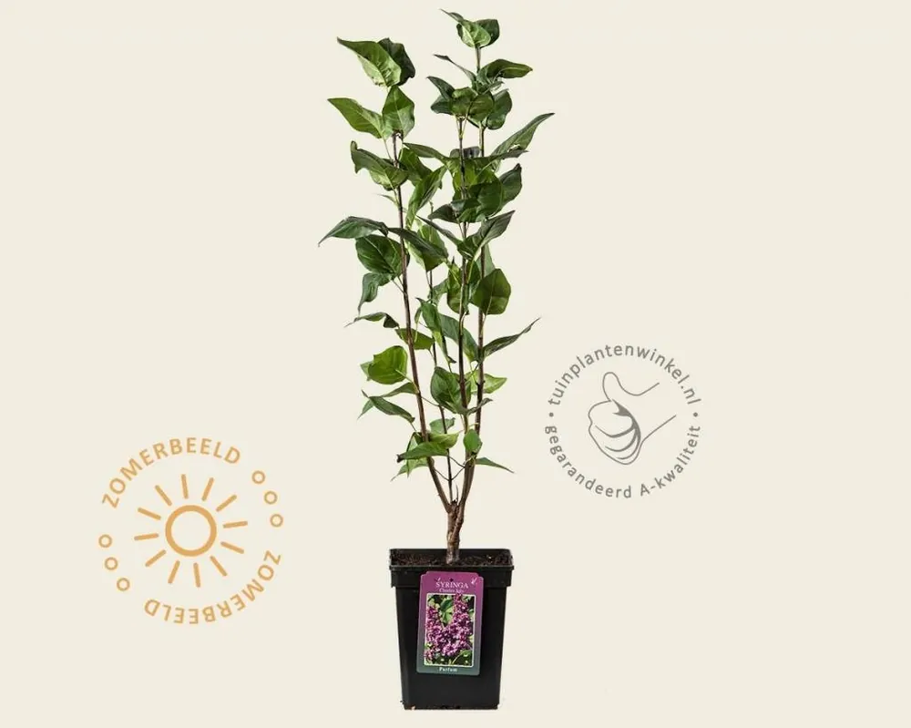Syringa vulgaris ‘Charles Joly‘ | Korting