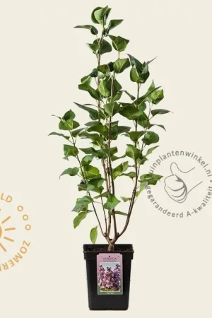 Aanbieding loopt bijna af - Syringa vulgaris ‘Michel Buchner‘