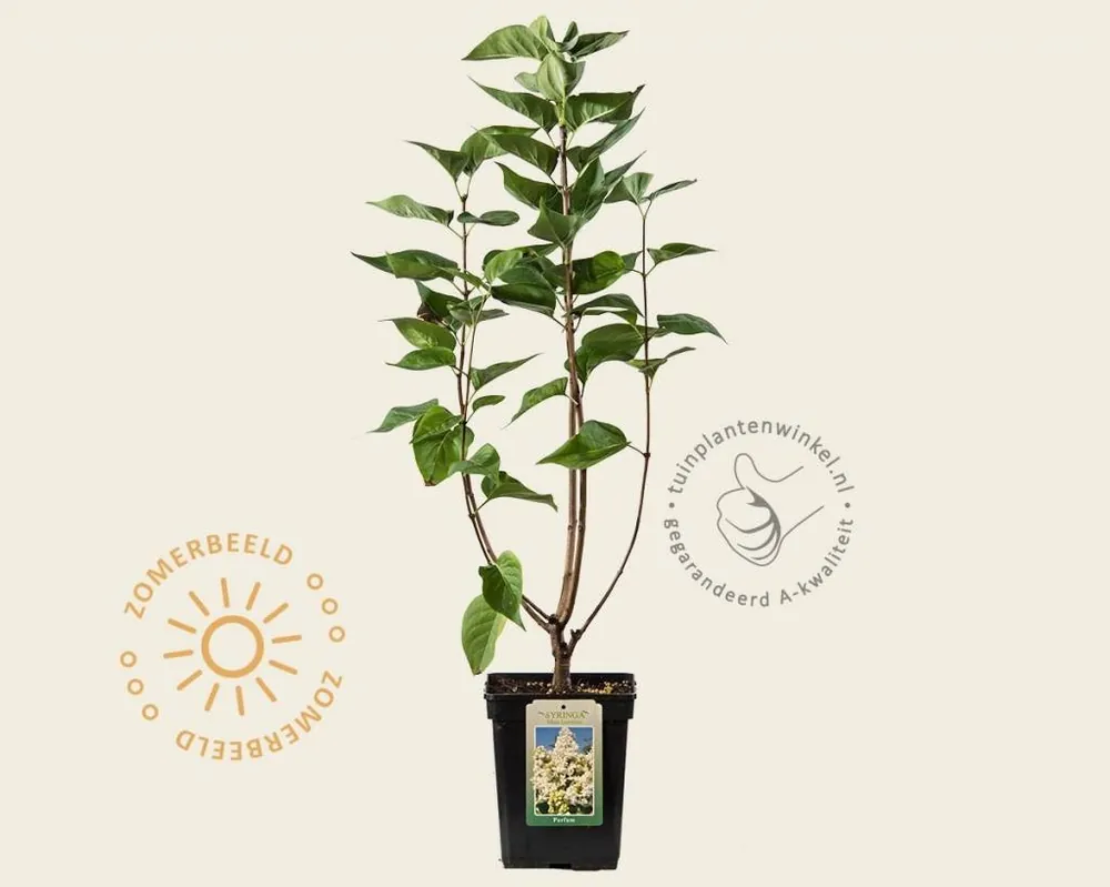 Snelle levering | Syringa vulgaris ‘Mme Lemoine‘