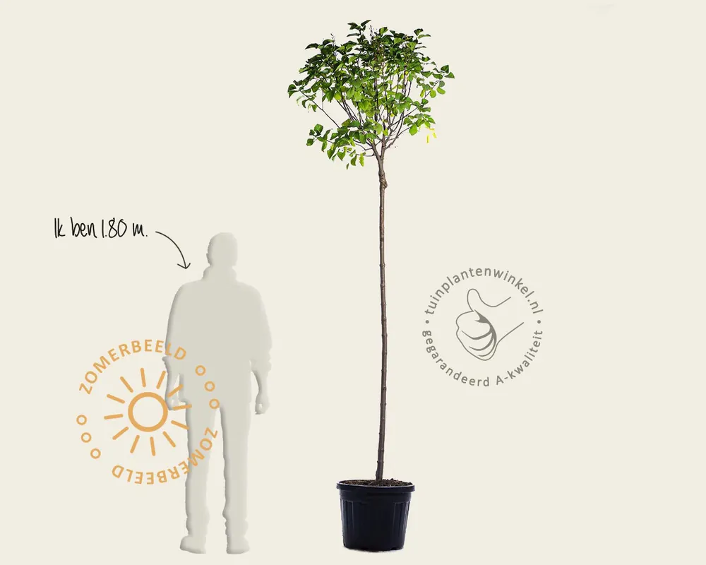Gratis retourneren - Syringa vulgaris ‘Mme Lemoine‘ - hoogstam