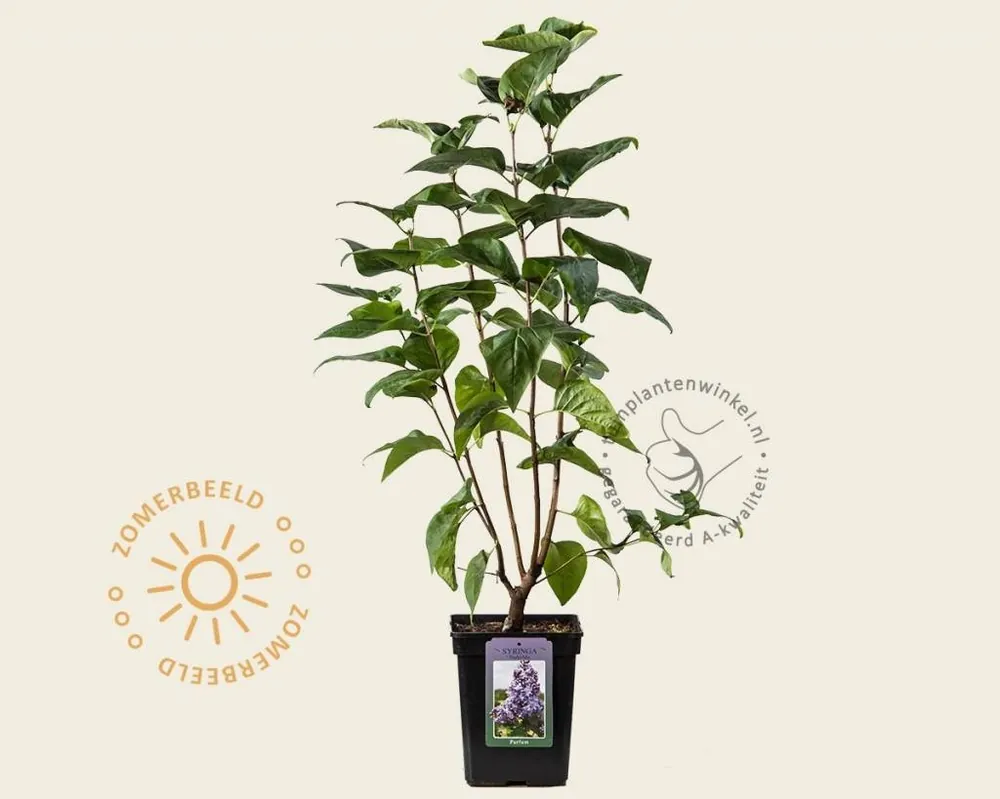 Scherp geprijsd - Syringa vulgaris ‘Nadezhda‘
