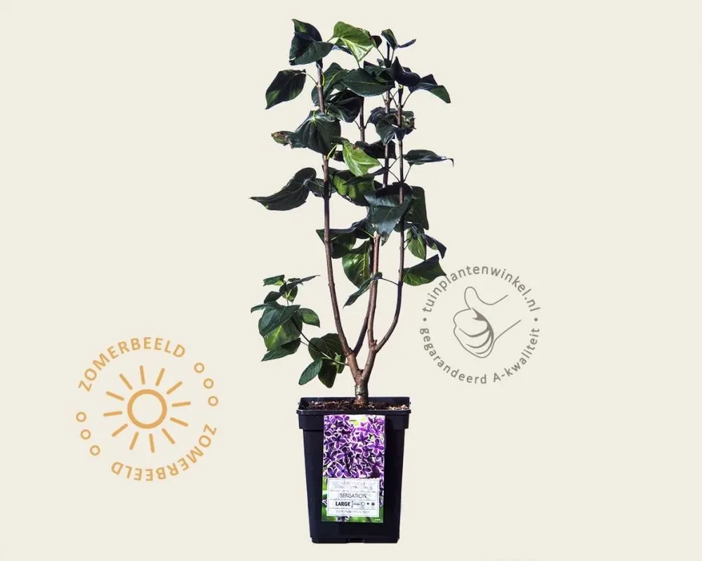 Syringa vulgaris ‘Sensation‘ - Bespaar meer