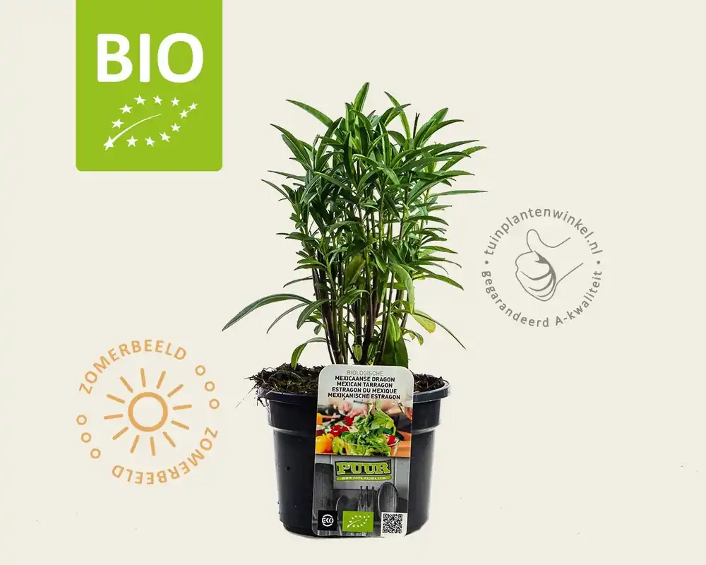 Tagetes lucida Puur | Premium