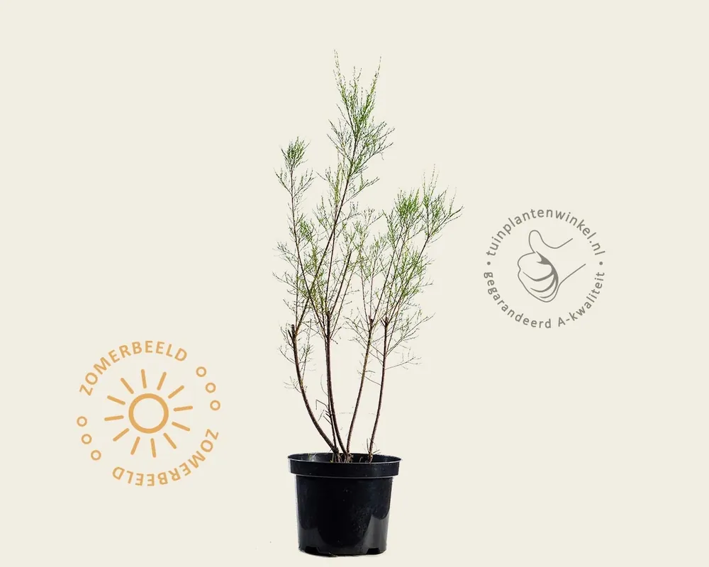 Speciale aanbieding | Tamarix ramosissima ‘Pink Cascade‘