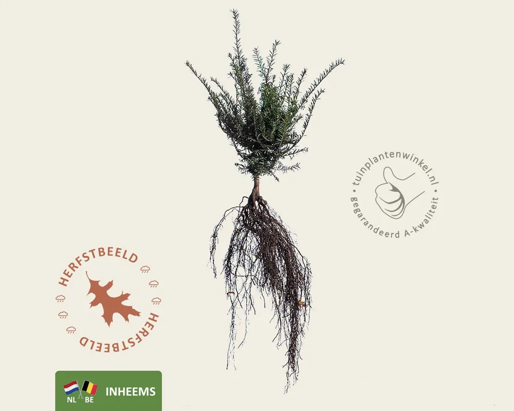 Eenvoudig retourneren | Taxus baccata - blote wortel