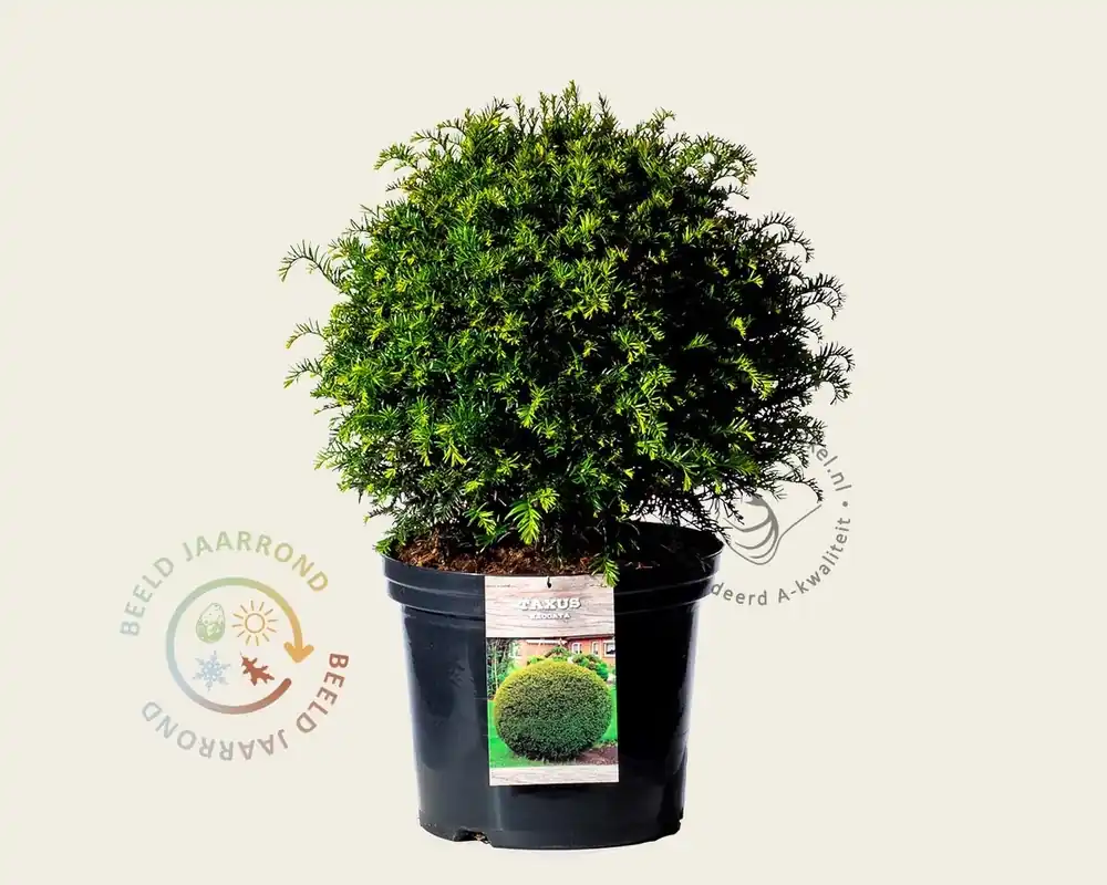 Scherp geprijsd | Taxus baccata - bolvorm