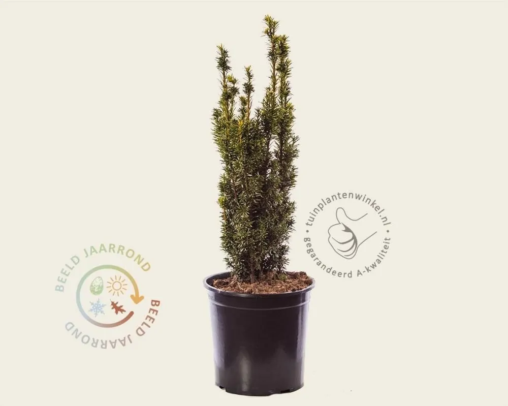 Veilige betaling - Taxus baccata ‘David‘