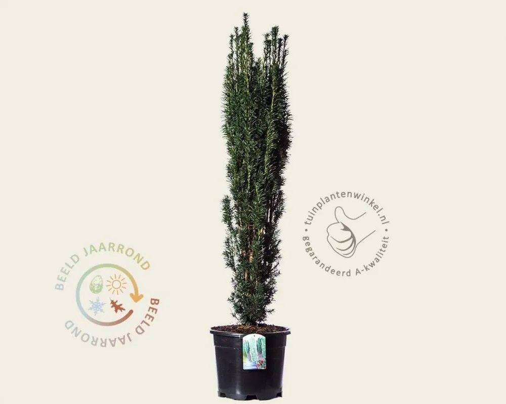 Beperkte voorraad | Taxus baccata ‘Fastigiata‘ 120/140 - in pot