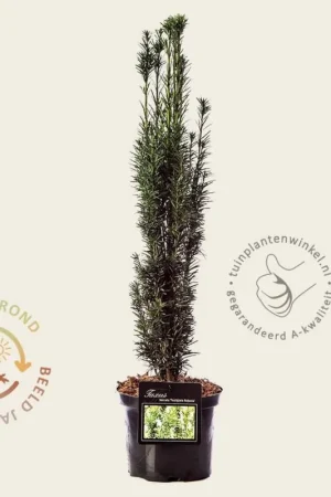 Zeer goed beoordeeld - Taxus baccata ‘Fastigiata Robusta‘