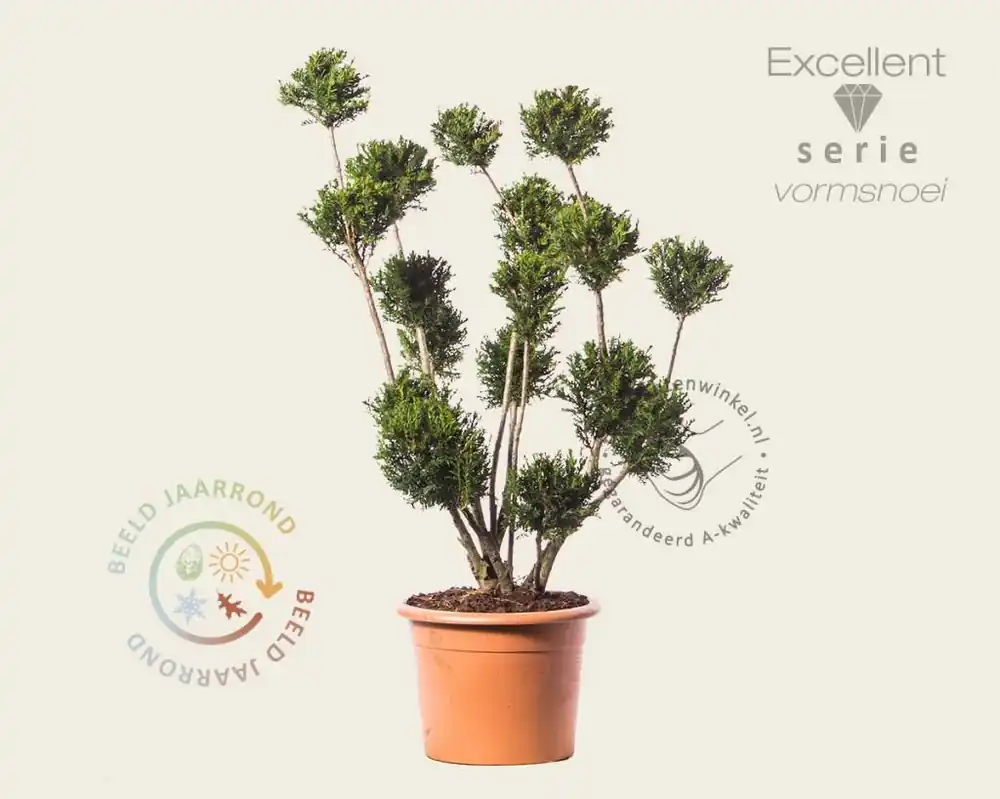 Veilige betaling - Taxus baccata ‘Groenland‘ - bonsai - Excellent