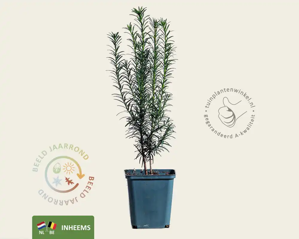 Taxus baccata - in pot | Nieuwe release