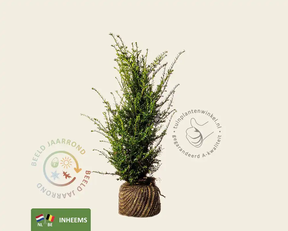 Scherpe prijs | Taxus baccata - kluit