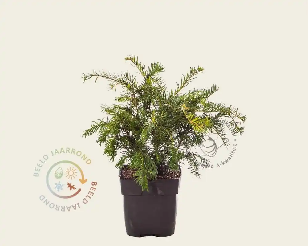 Taxus baccata ‘Repandens‘ - Direct van de fabrikant
