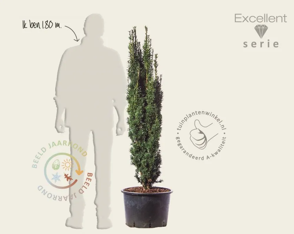 Taxus baccata ‘Fastigiata Robusta‘ - Excellent - Koop vandaag