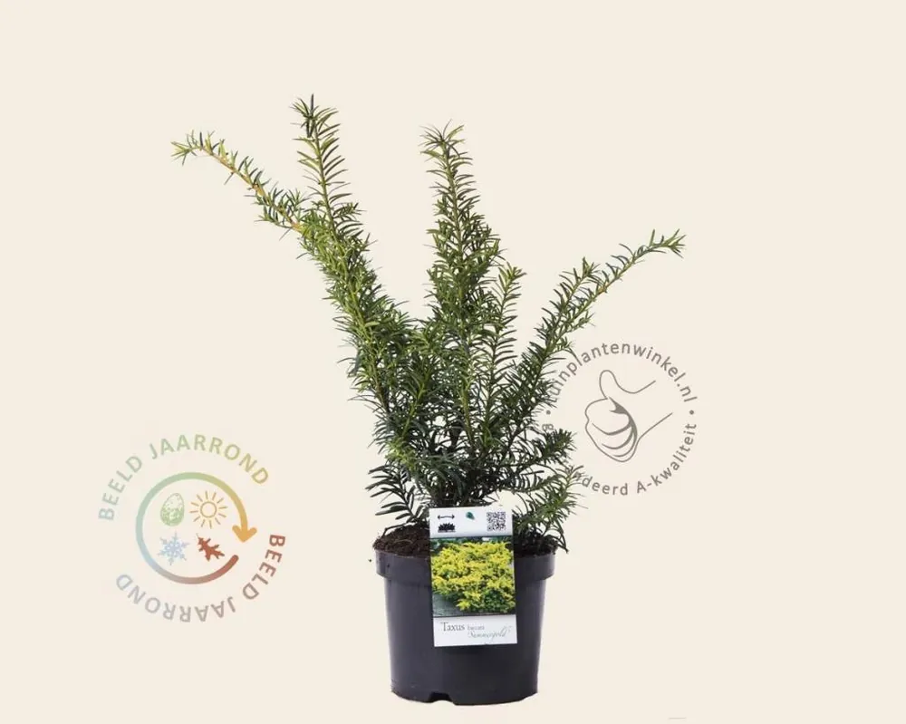 Taxus baccata ‘Summergold‘ - Bestseller