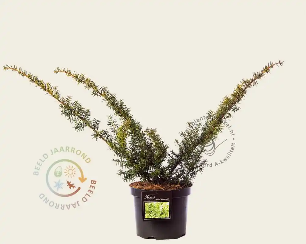 Taxus baccata ‘Summergold‘ | Fabrieksprijs