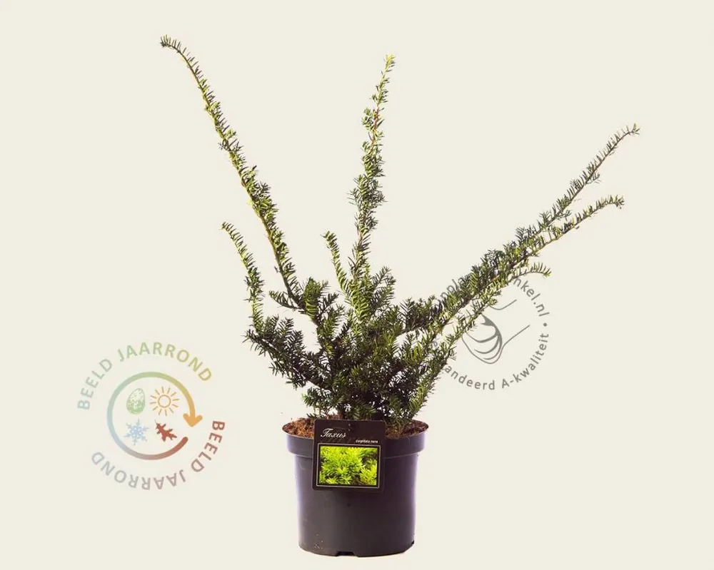 Tijdelijke actie - Taxus cuspidata ‘Nana‘