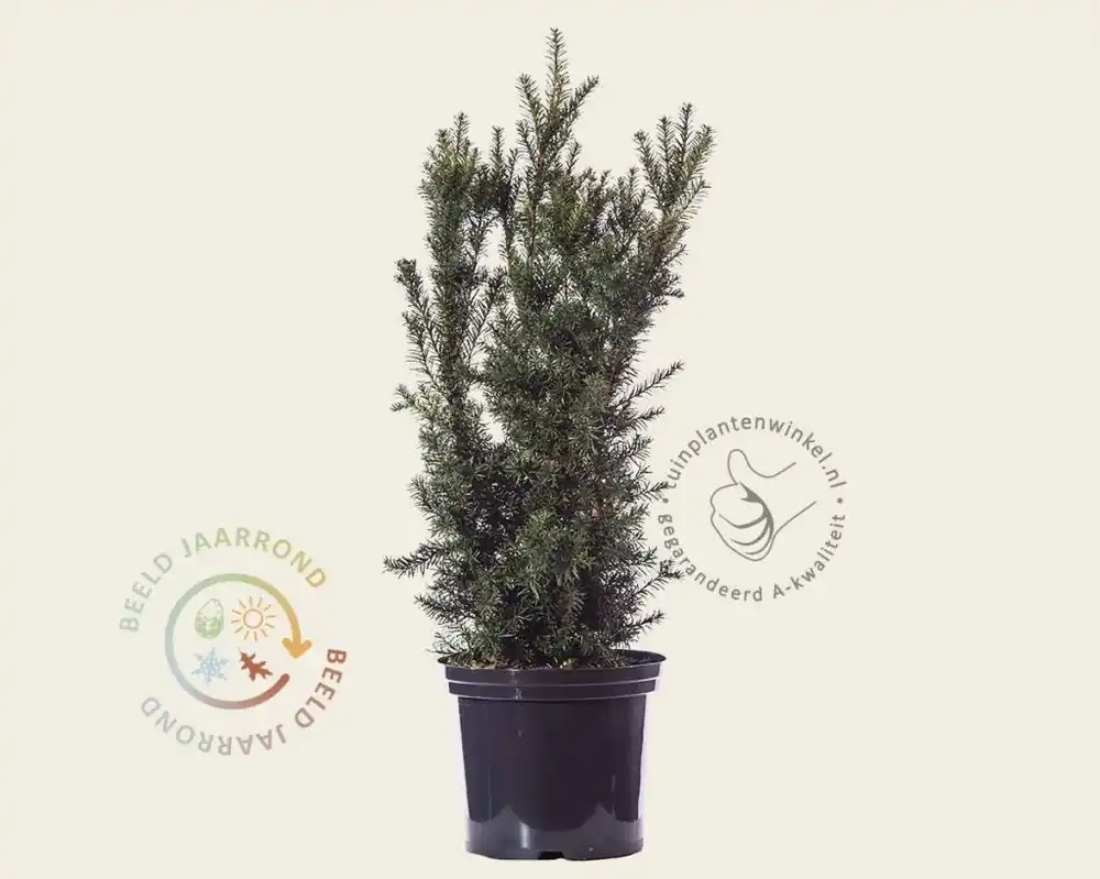 Taxus media ‘Hicksii‘ 80/90 - in pot | Nieuw