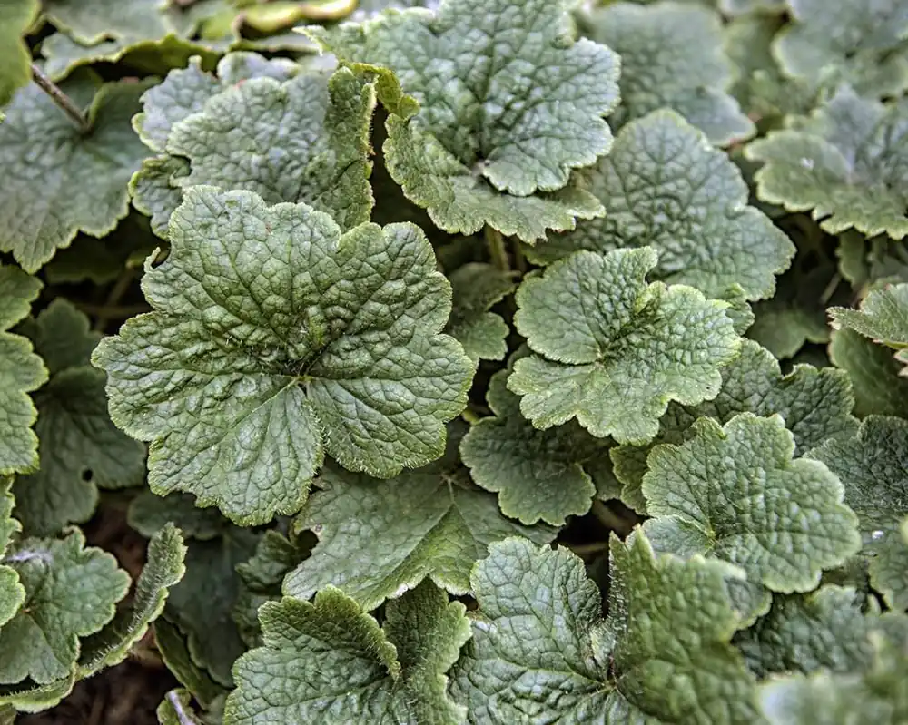 Tellima grandiflora ‘Rubra‘ - Topproduct
