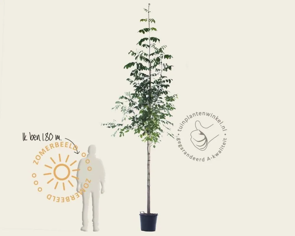 Rechtstreeks uit de fabriek | Tetradium daniellii