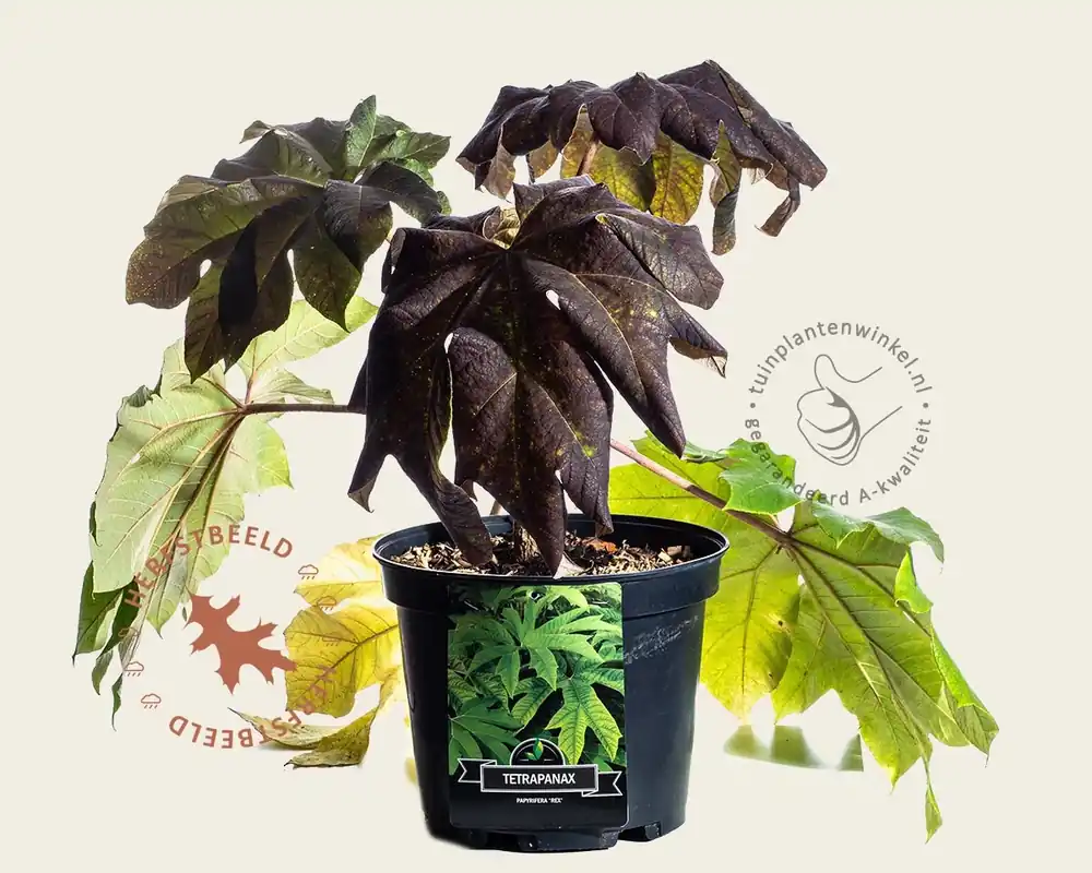 Op = op | Tetrapanax papyrifer ‘Rex‘