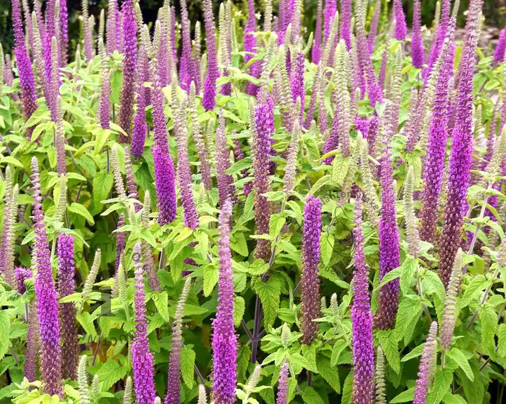 Nieuw gelanceerd - Teucrium hyrcanicum