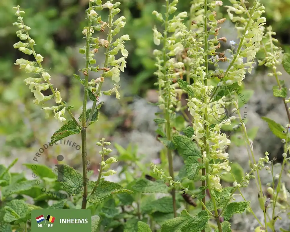 Net binnen | Teucrium scorodonia