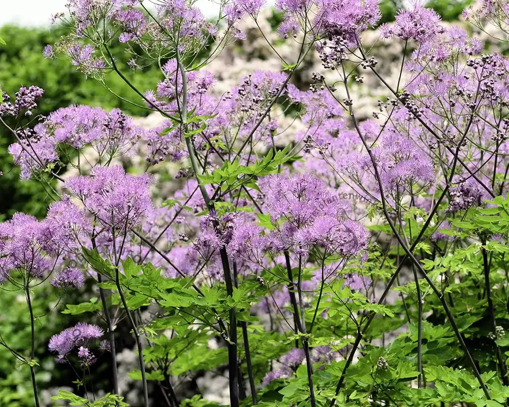 Thalictrum aquilegifolium ‘Black Stockings‘ - Actie