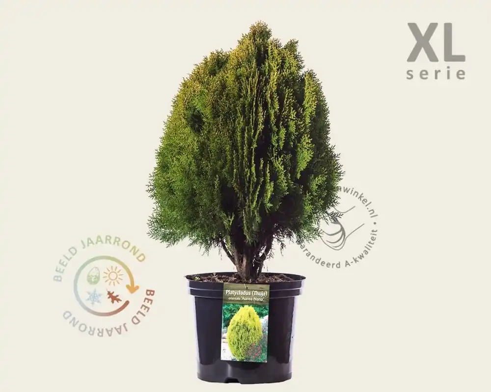 Prijs verlaagd - Thuja occidentalis ‘Aurea Nana‘ - in pot - XL
