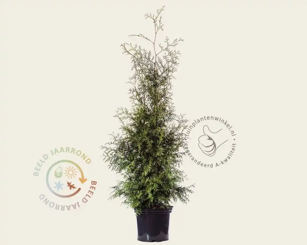 Thuja occidentalis ‘Brabant‘ - in pot - Shop nu