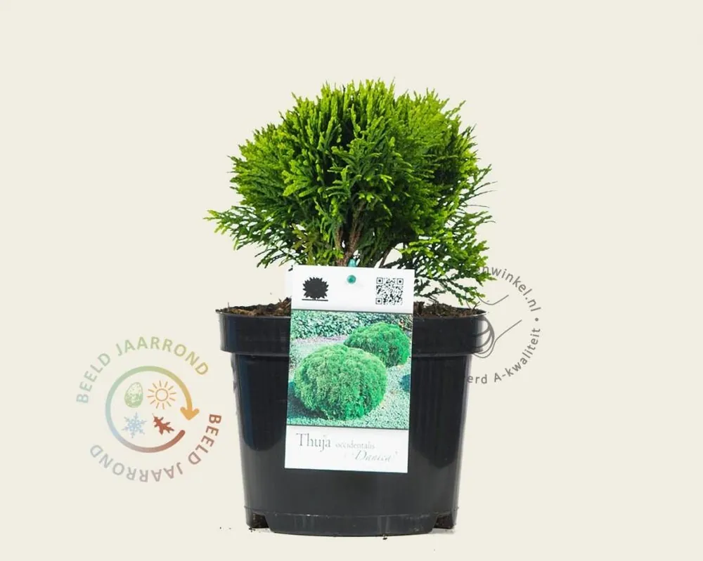 Veilige betaling - Thuja occidentalis ‘Danica‘