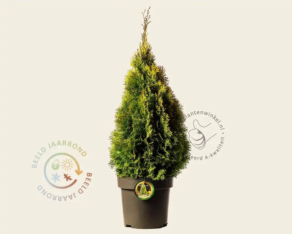 Topdeal - Thuja occidentalis ‘Golden Smaragd‘ - in pot