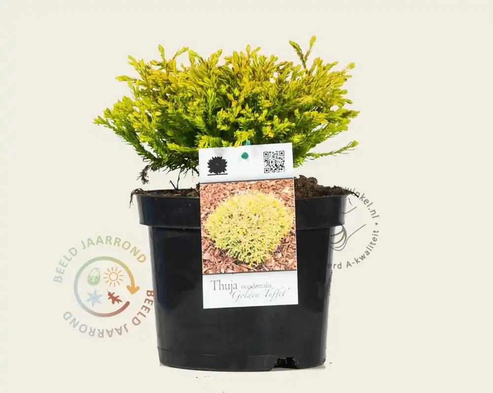 Beste prijs - Thuja occidentalis ‘Golden Tuffet‘