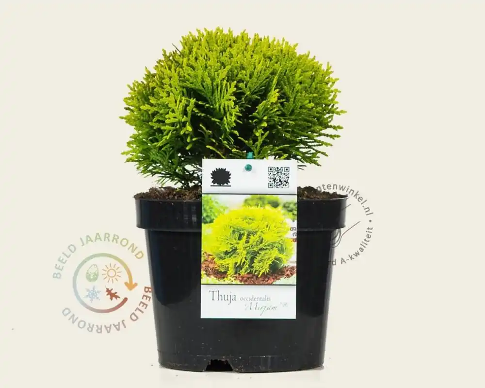 Erg populair | Thuja occidentalis ‘Mirjam‘