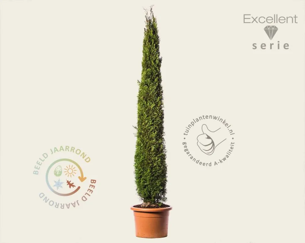 Klantfavoriet - Thuja occidentalis ‘Smaragd‘ 200/225 - Excellent
