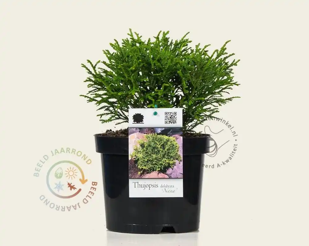 Nieuw in de shop | Thujopsis dolabrata ‘Nana‘