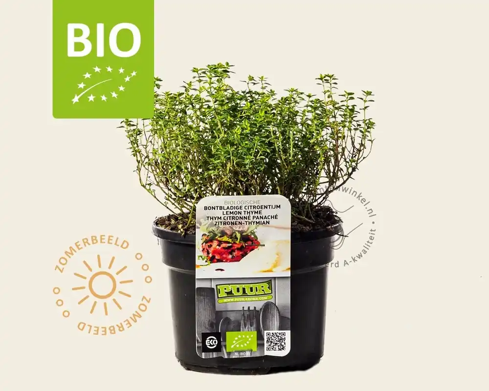 Thymus citriodorus ‘Lemon Variegated‘ - Puur - Tijdelijke aanbieding