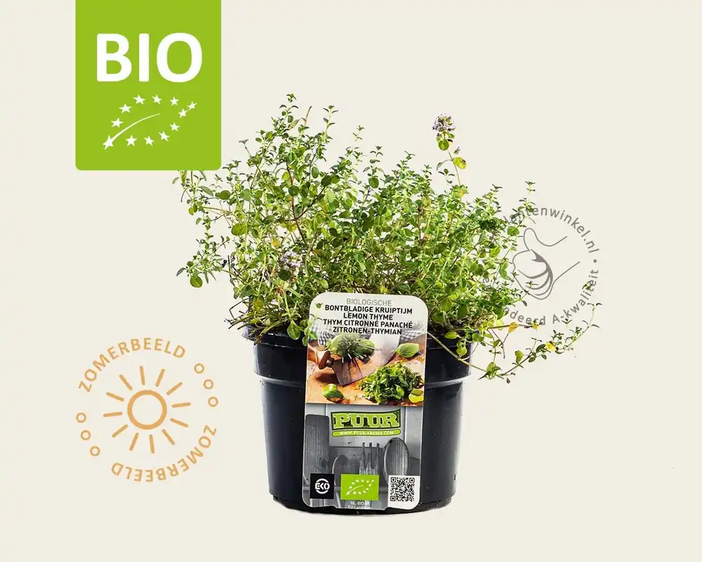 Thymus ‘Doone Valley‘ Puur - Net gelanceerd