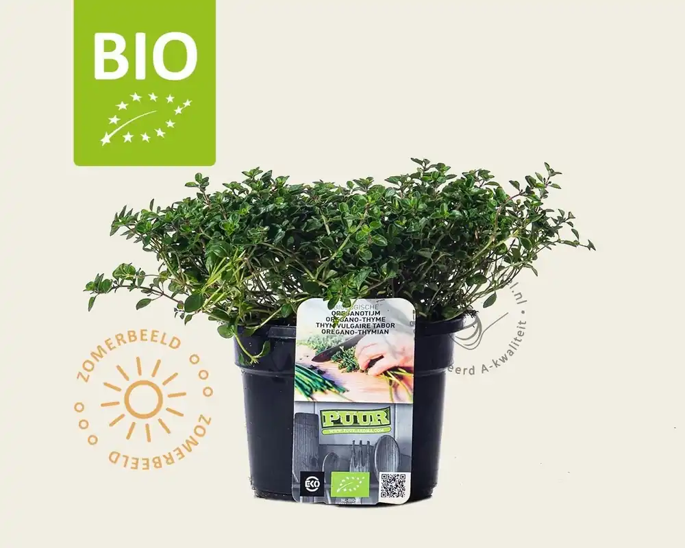 Thymus pulegioides ‘Tabor‘ Puur | Nieuwe release