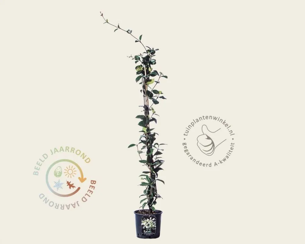 Trachelospermum jasminoides - Uitverkoop