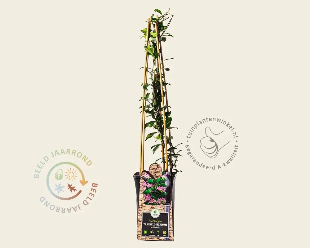 Trachelospermum jasminoides ‘Pink Air‘ | Voeg toe aan winkelwagen