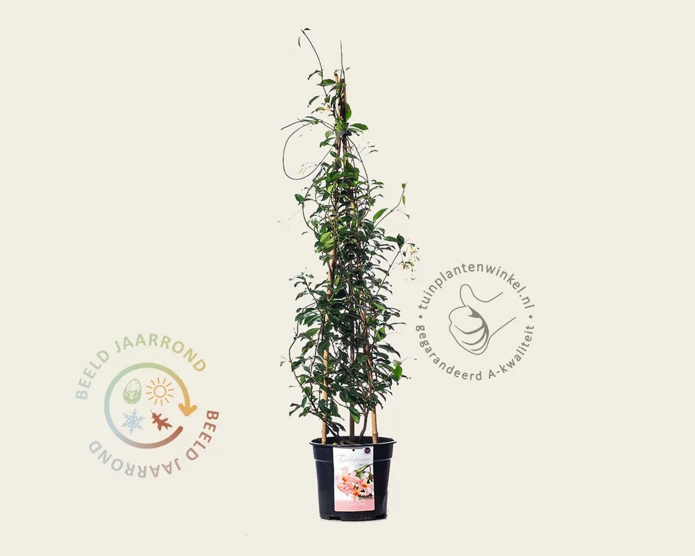 Trachelospermum jasminoides ‘Star of Sicily‘ - Populair