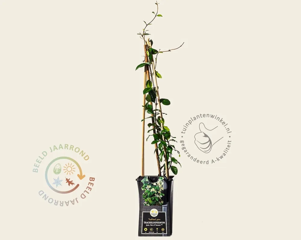 Trachelospermum jasminoides ‘Star of Toscane‘ | Nieuw product