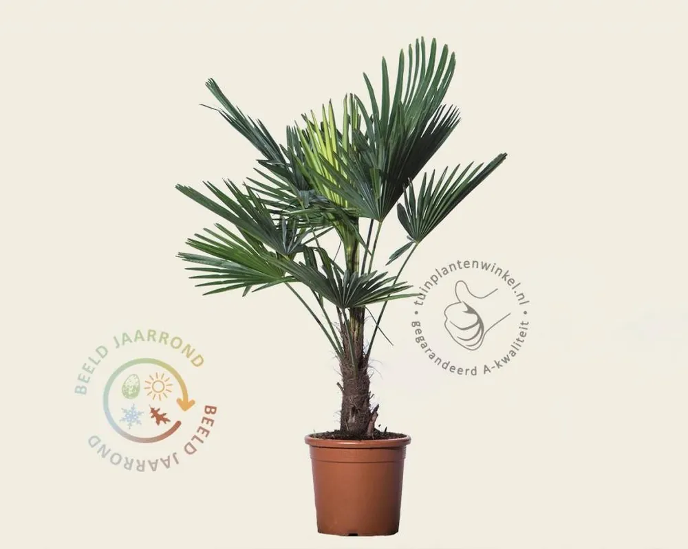 Veilige betaling | Trachycarpus fortunei
