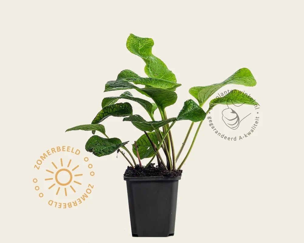 Beste prijs | Trachystemon orientalis