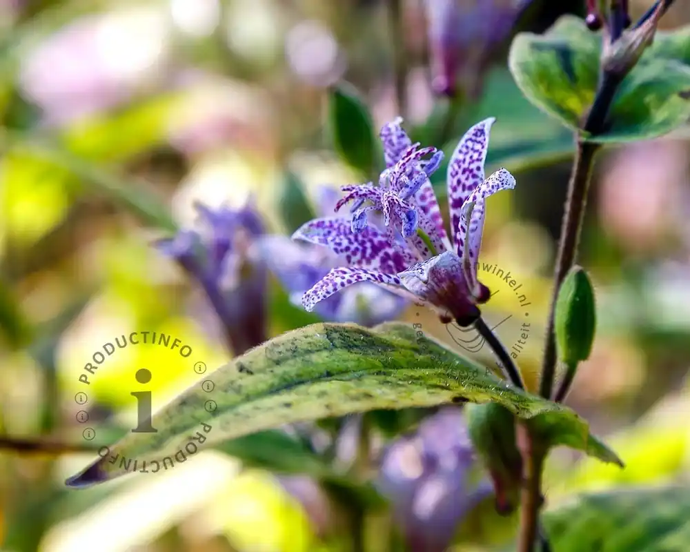 Tricyrtis hirta - Prijs verlaagd