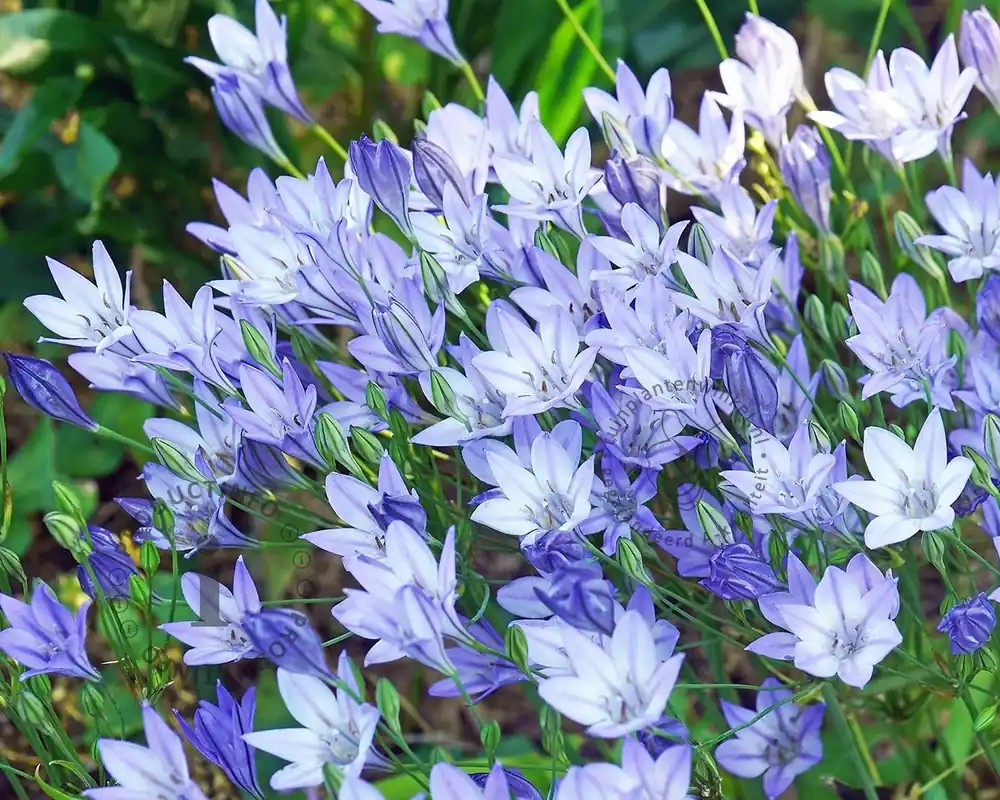 Triteleia corrina | Uitverkoop