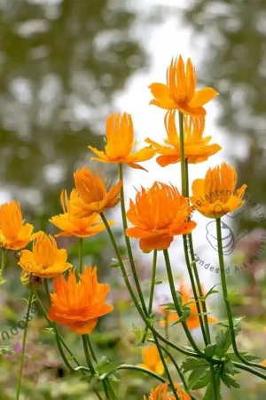 Zojuist toegevoegd | Trollius chinensis ‘Golden Queen‘